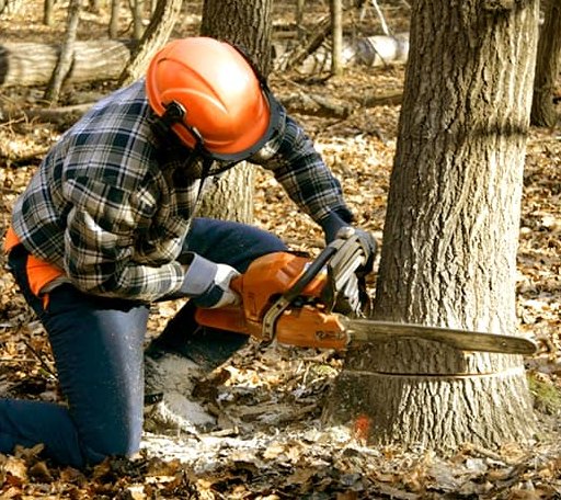 Tree Removal in Sharon Center, OH